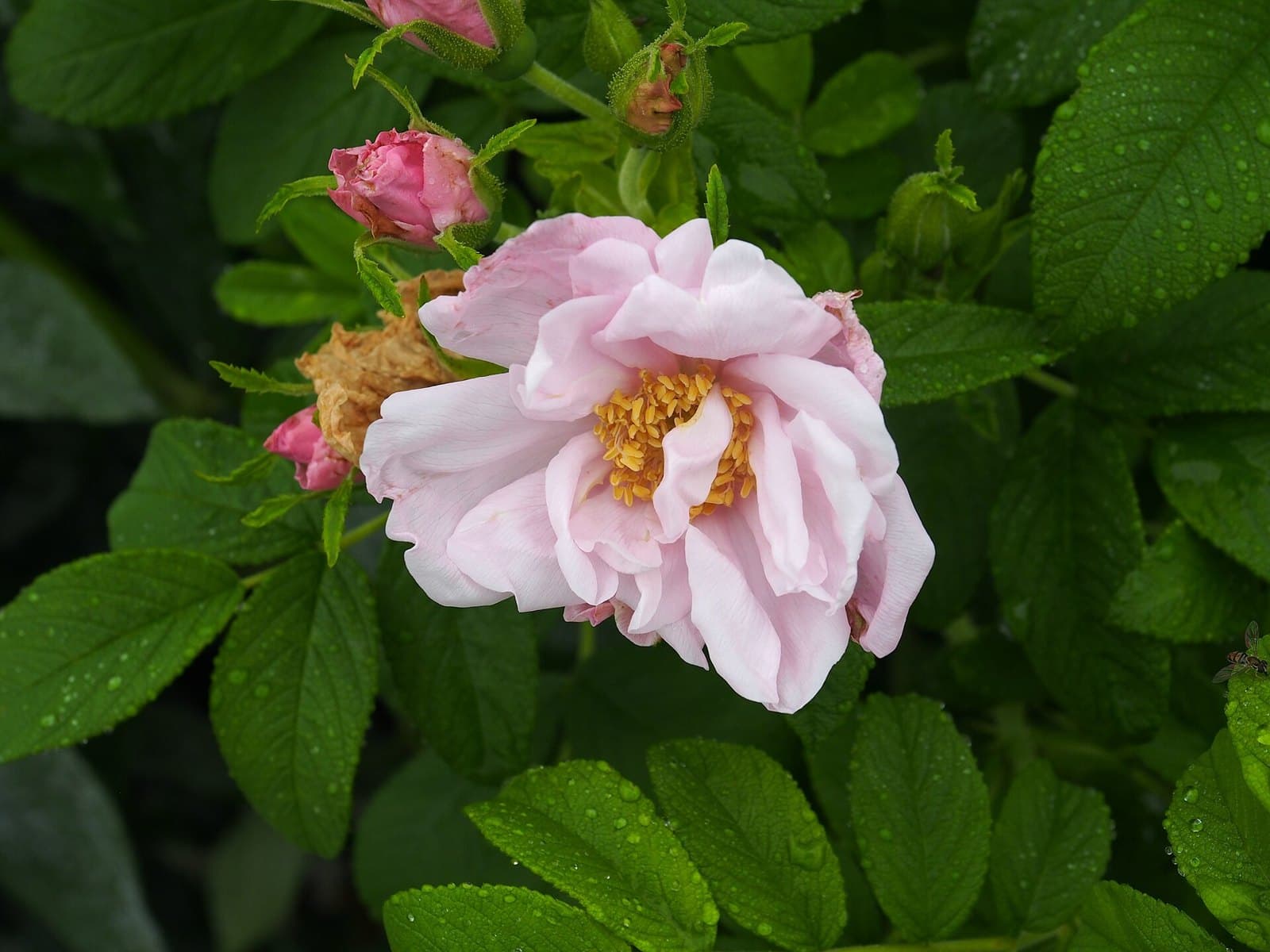 Rosa rugosa shrub rose in flower