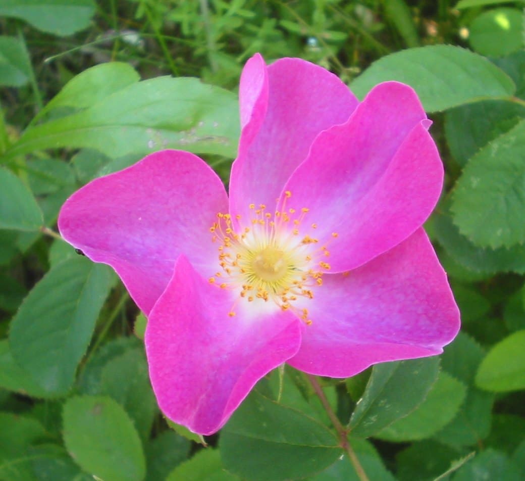 Wild Rosa gallica, an old garden rose