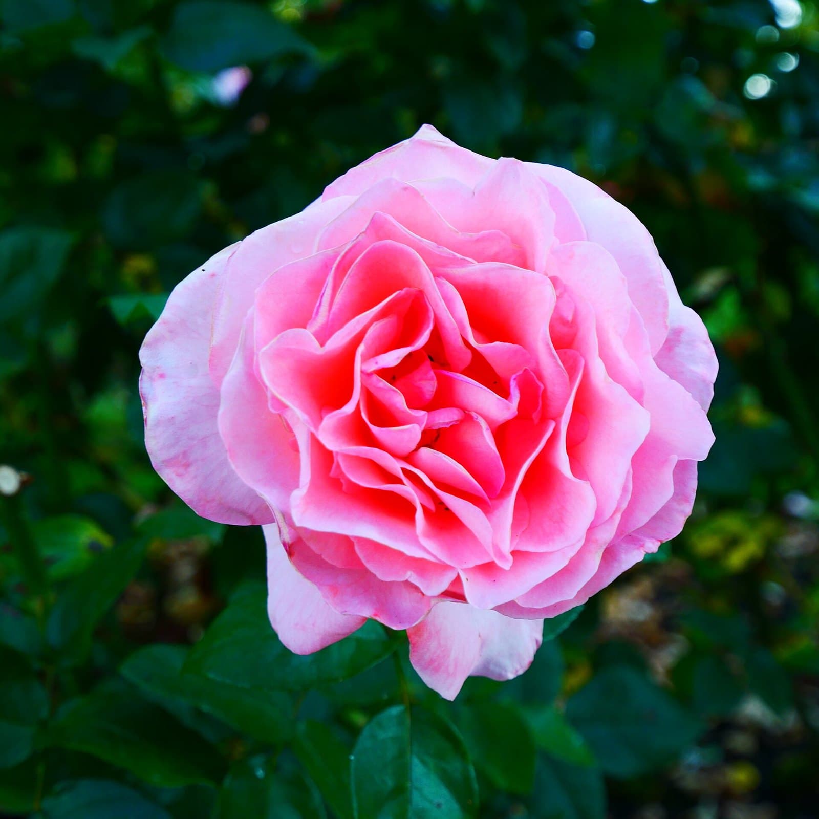 Pink rose in bloom in a rose garden