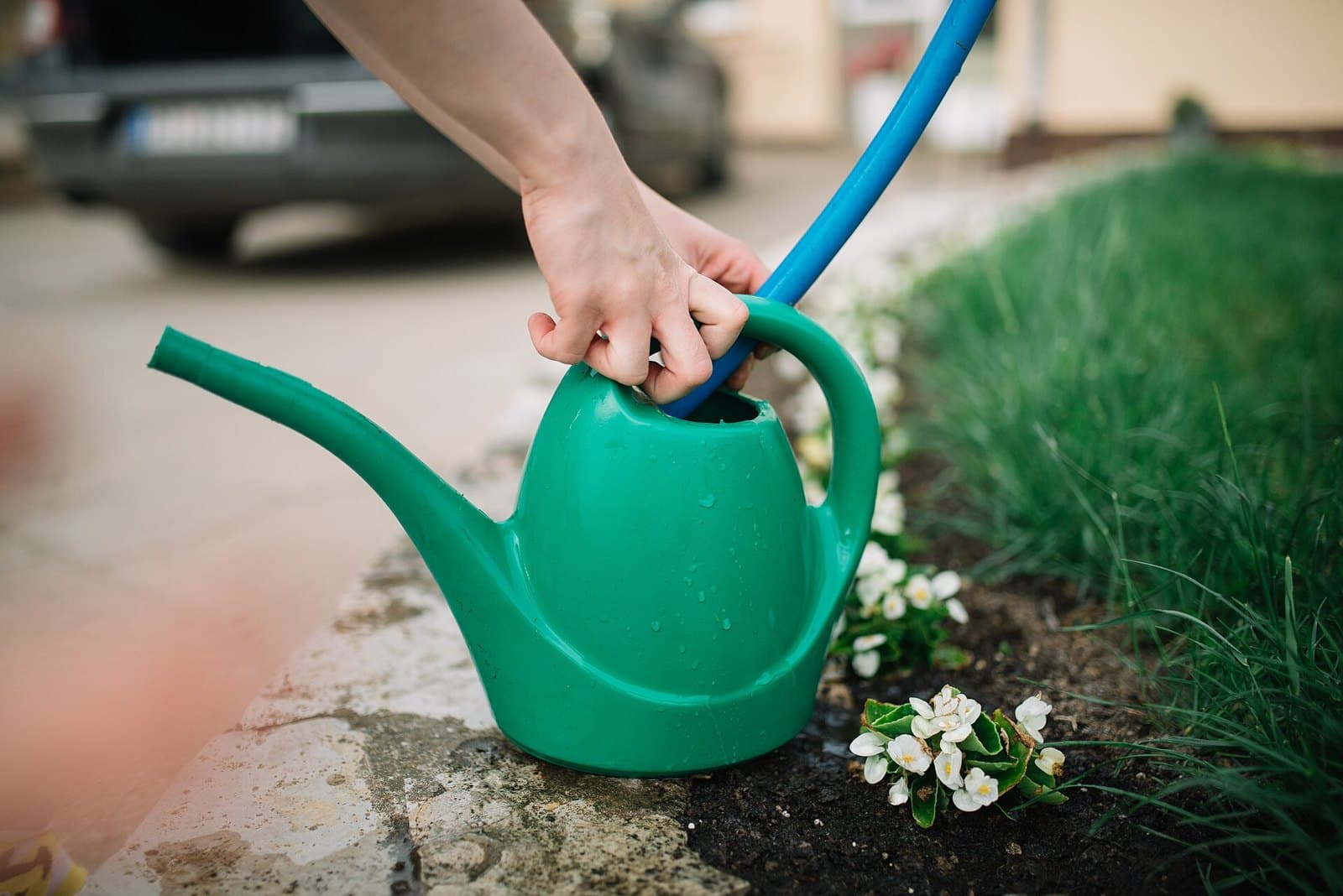 Watering plants with a green watering can