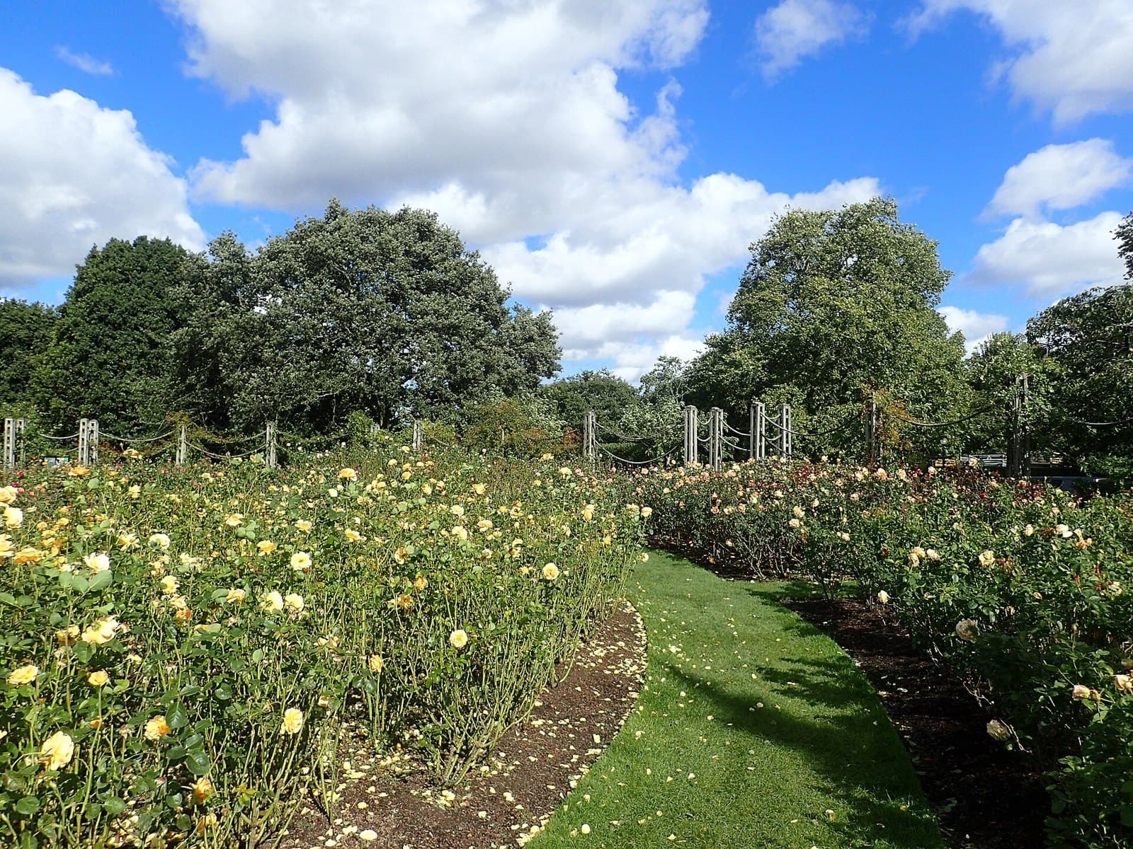 Queen Mary's Rose Garden, Regent's Park, London