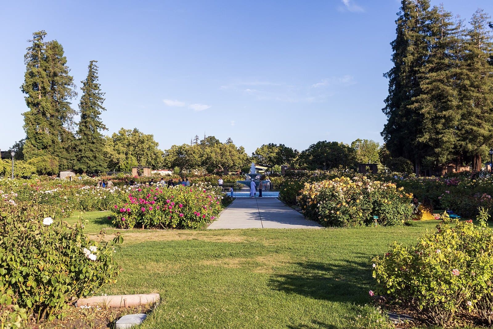 San Jose Municipal Rose Garden, USA
