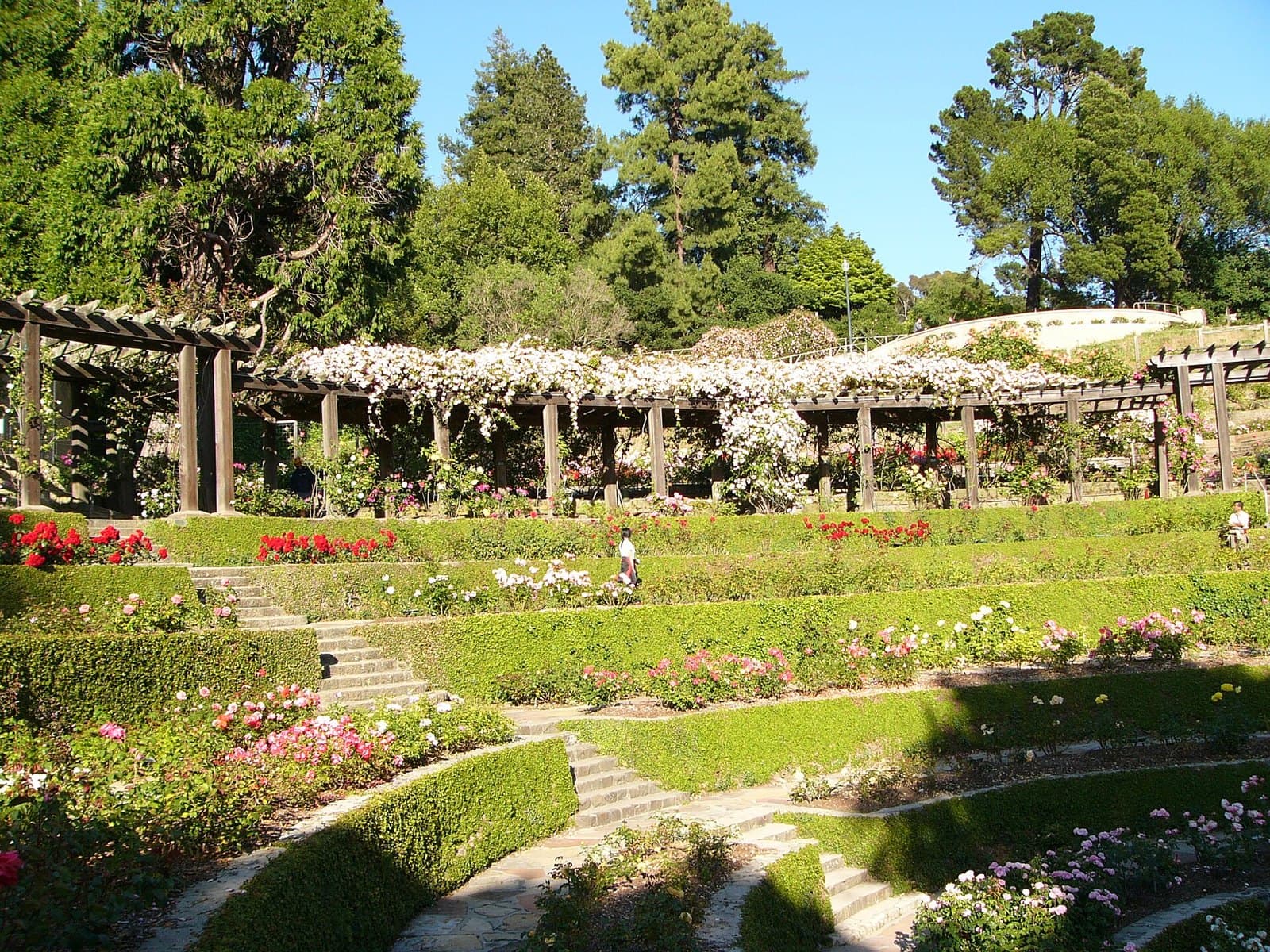 Berkeley Rose Garden, USA