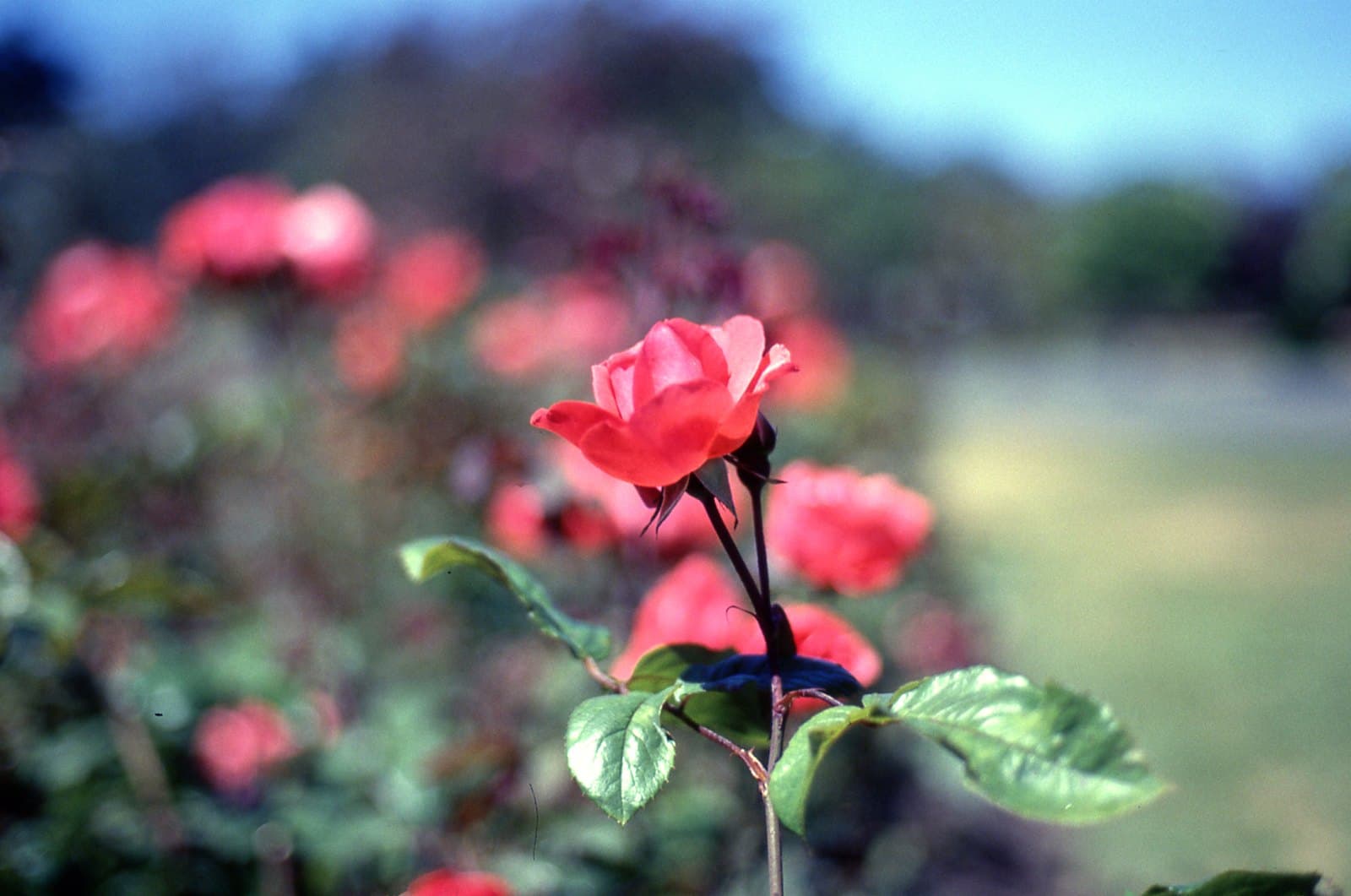 Rose at the Butchart Gardens, Canada