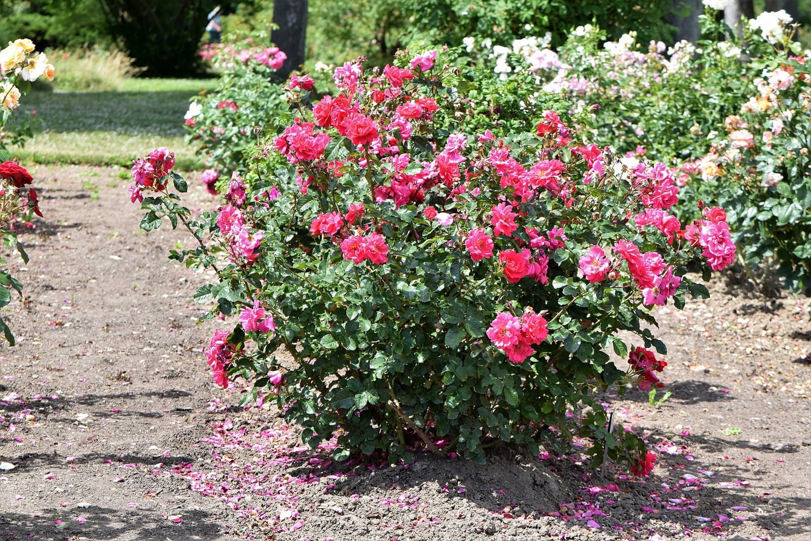 Rose 'Europa-Rosarium Sangerhausen', Germany