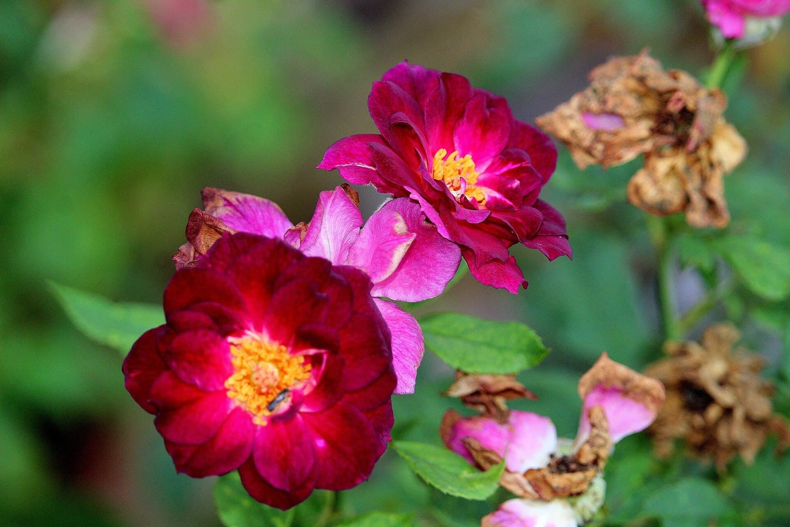 Garden rose in bloom