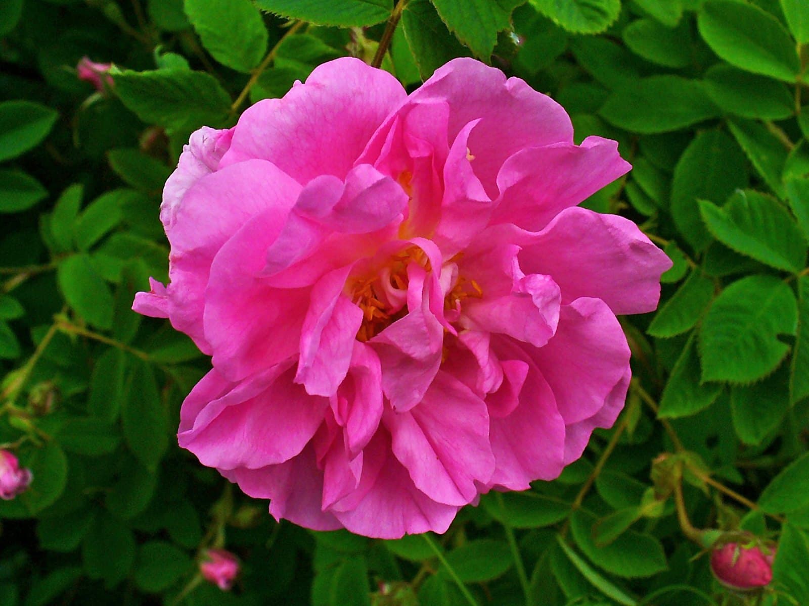 Damask rose (Rosa damascena) flower