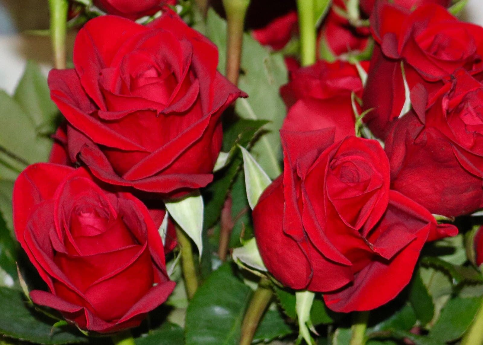 Rose Colour Meanings & Types of Roses: The Ultimate Guide