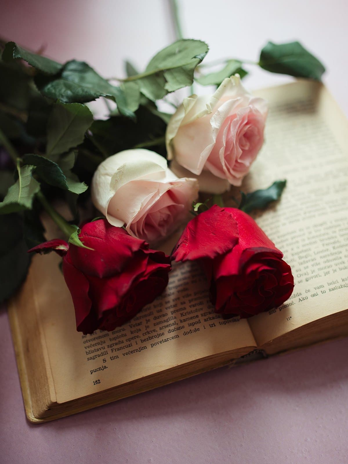 Rose resting on an old book
