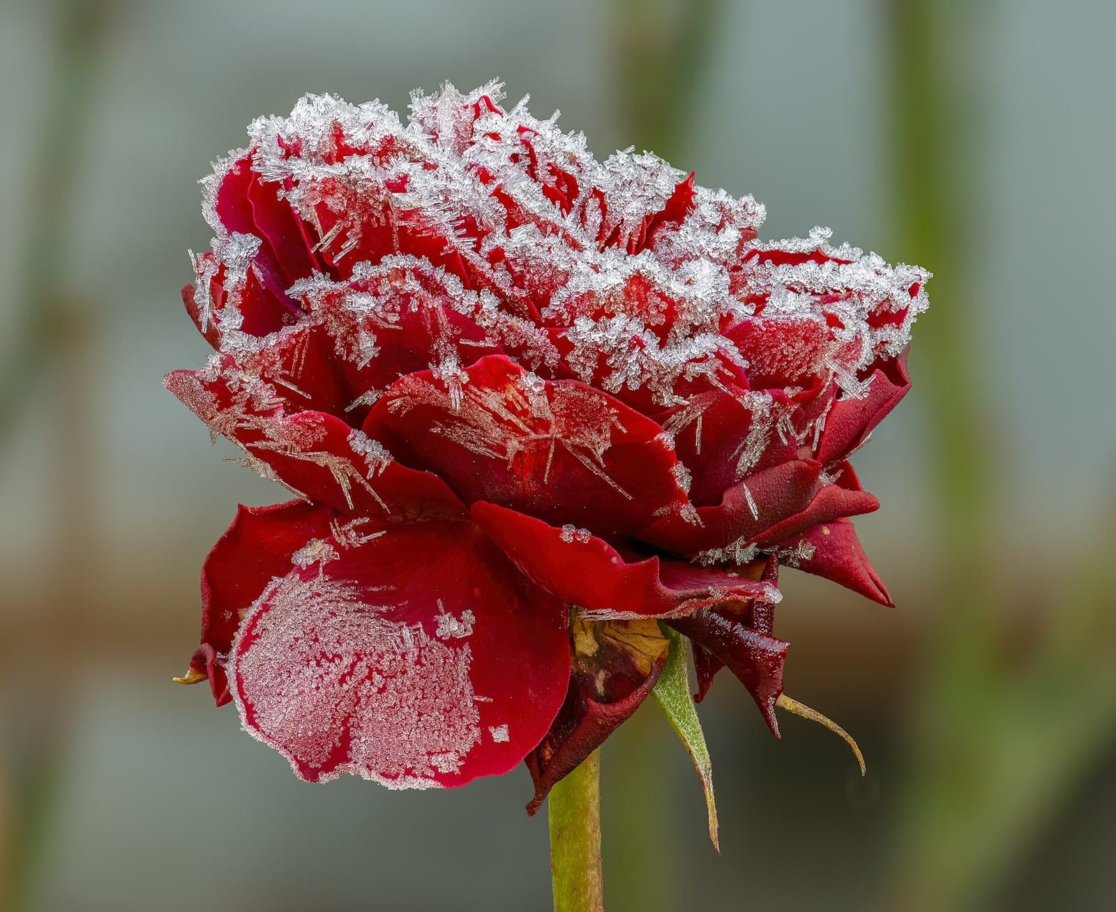 Frost on a rose