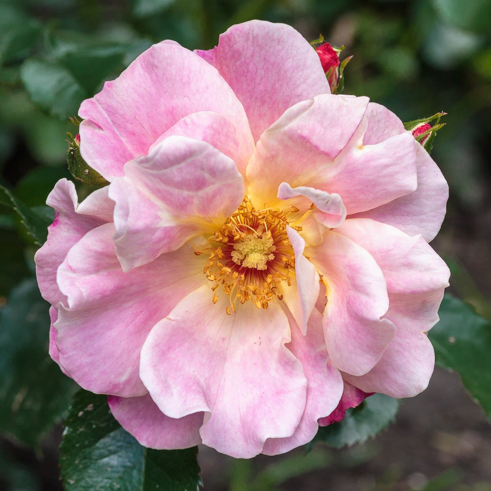 Rose bush in bloom