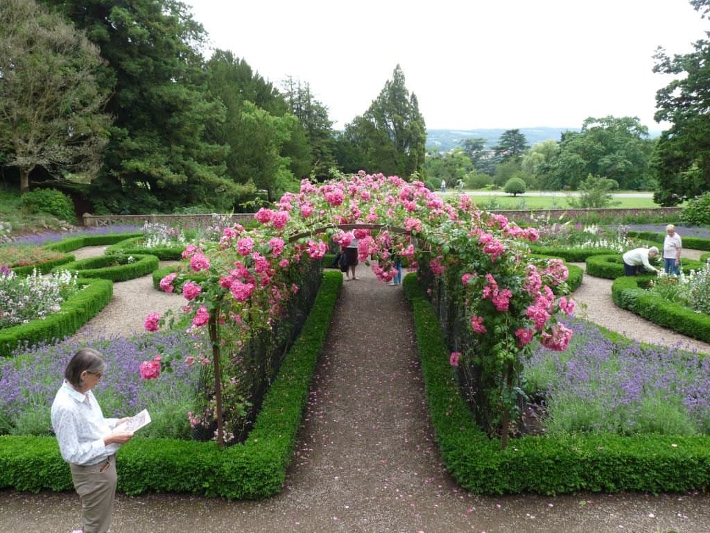 Rose arch in a rose garden