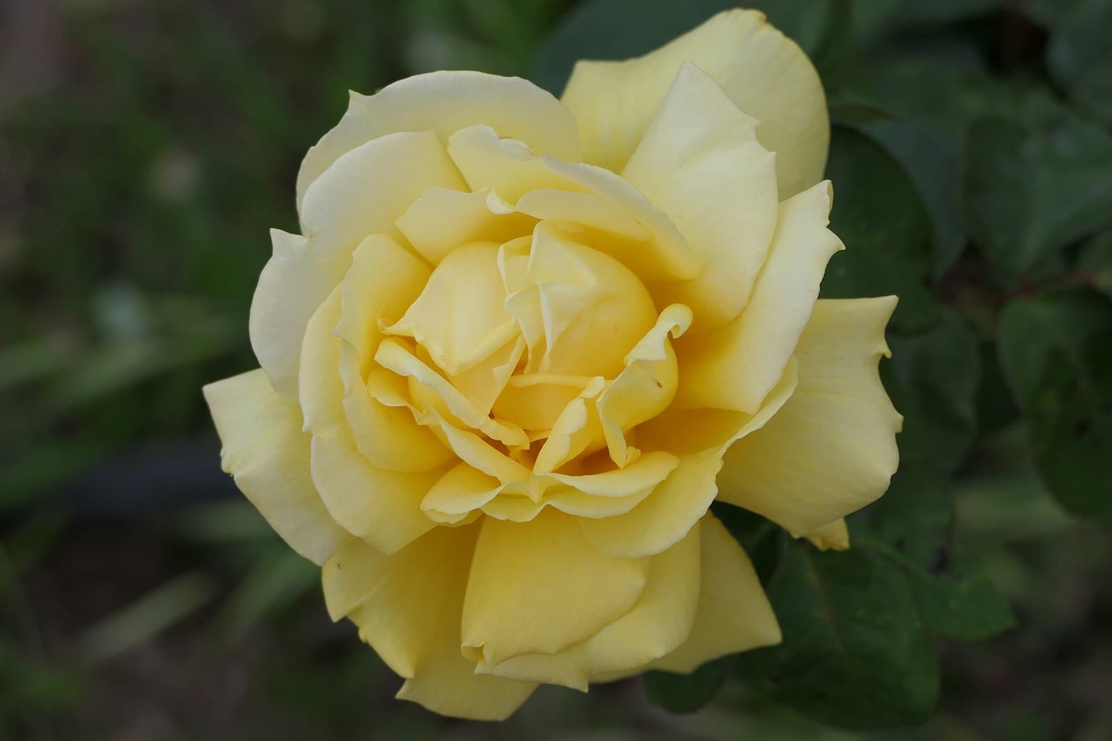 Yellow rose in bloom