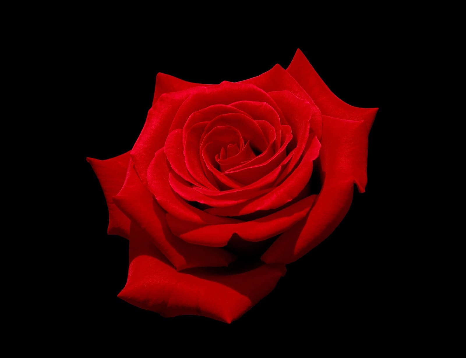 Red rose against a black background