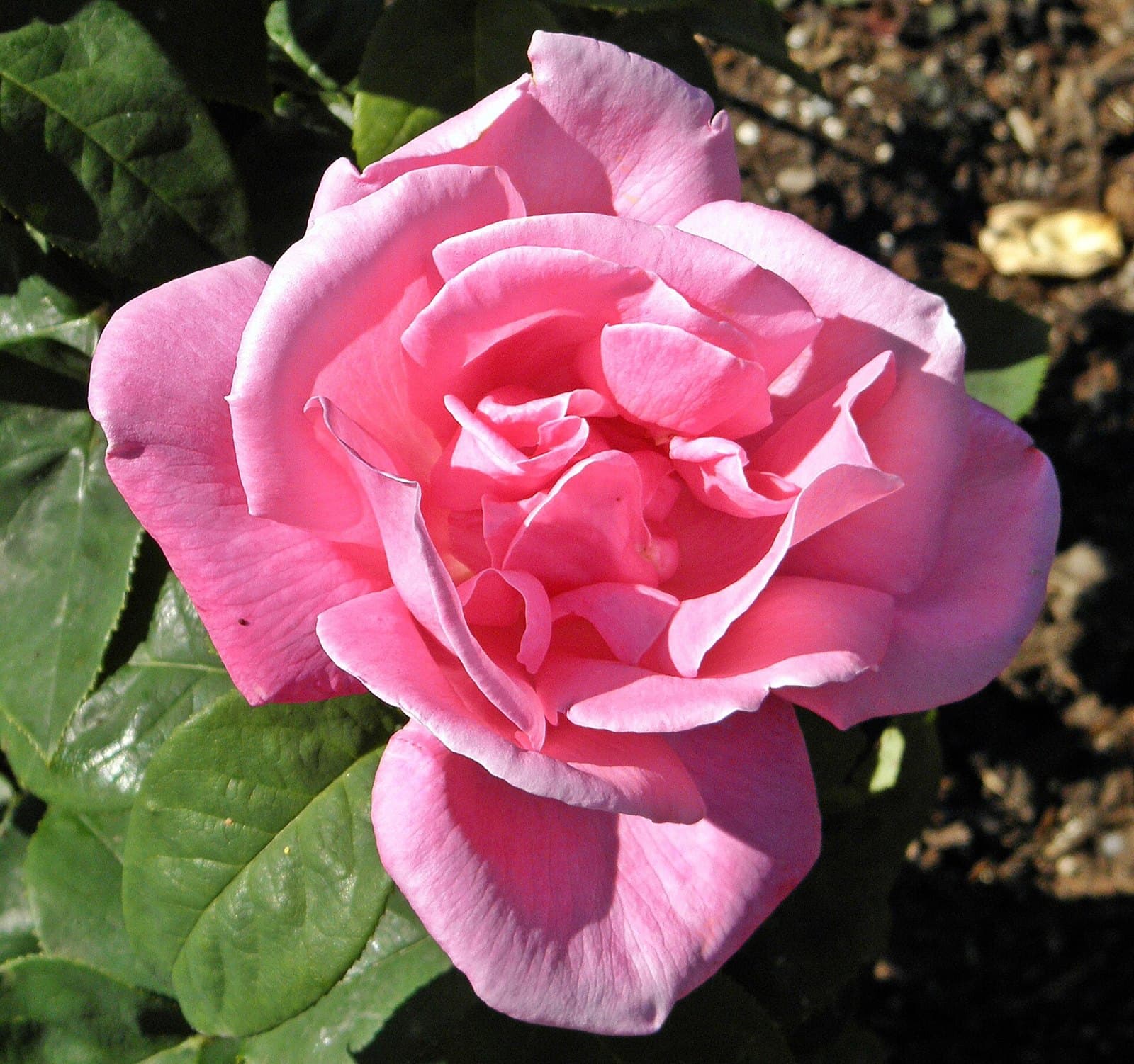 Pink hybrid tea rose