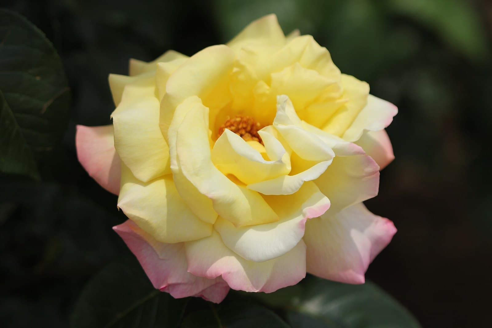 Peace rose (Rosa 'Peace')