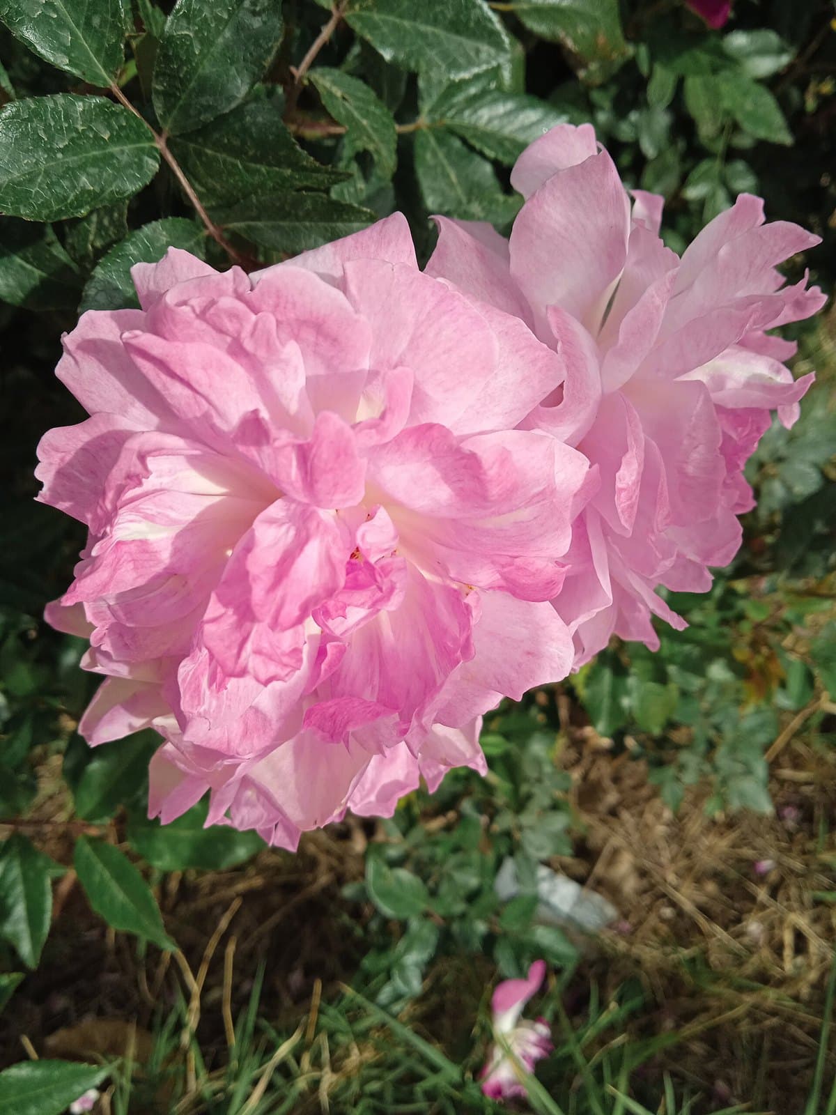 Damask roses (Rosa × damascena)