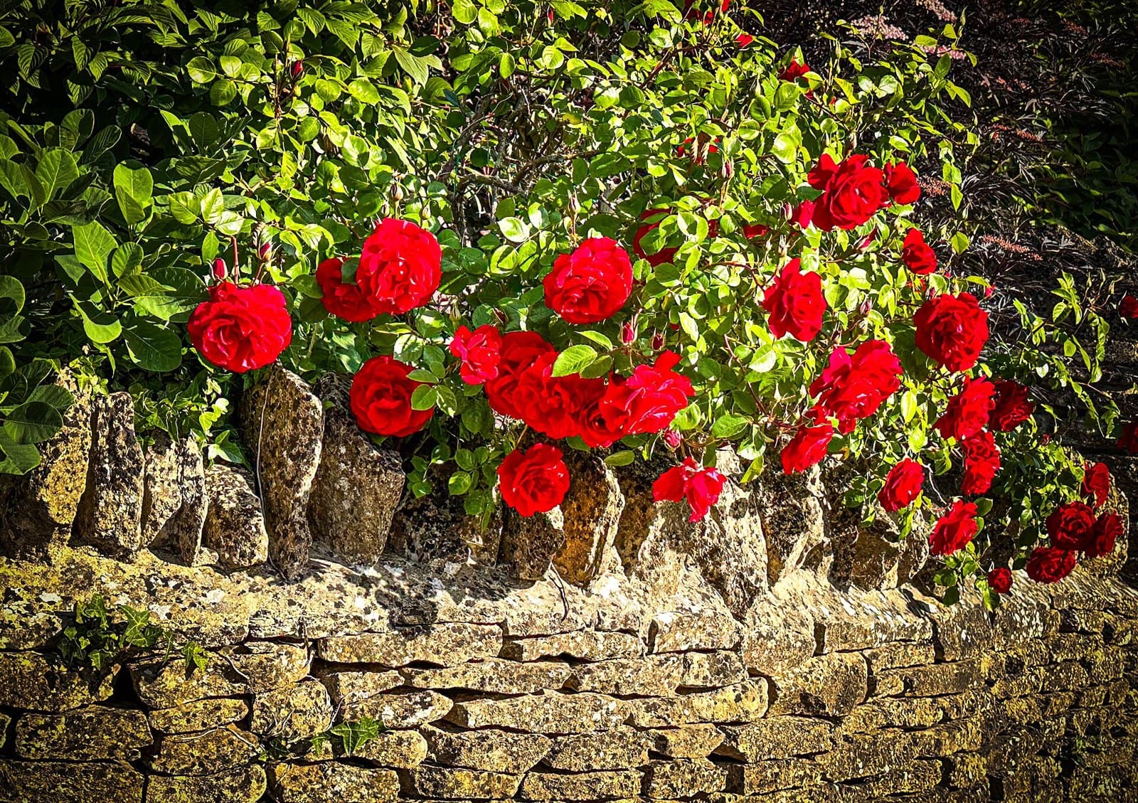 Roses growing on a stone wall