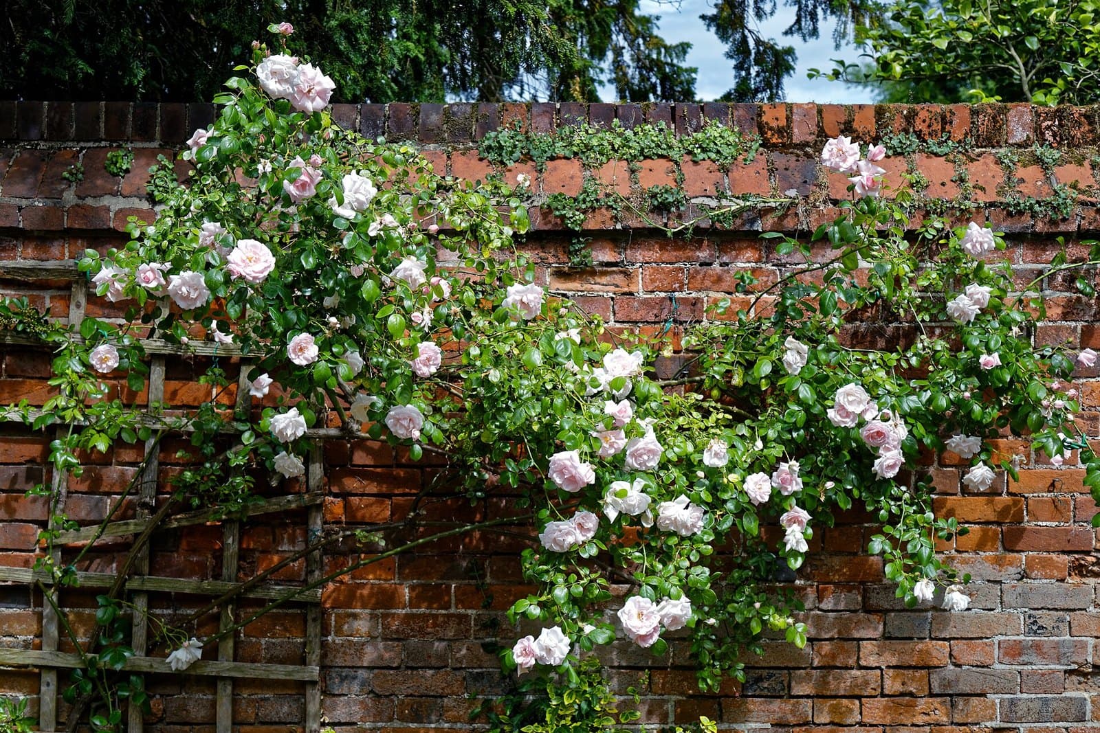 Pink climbing rose on a trellis