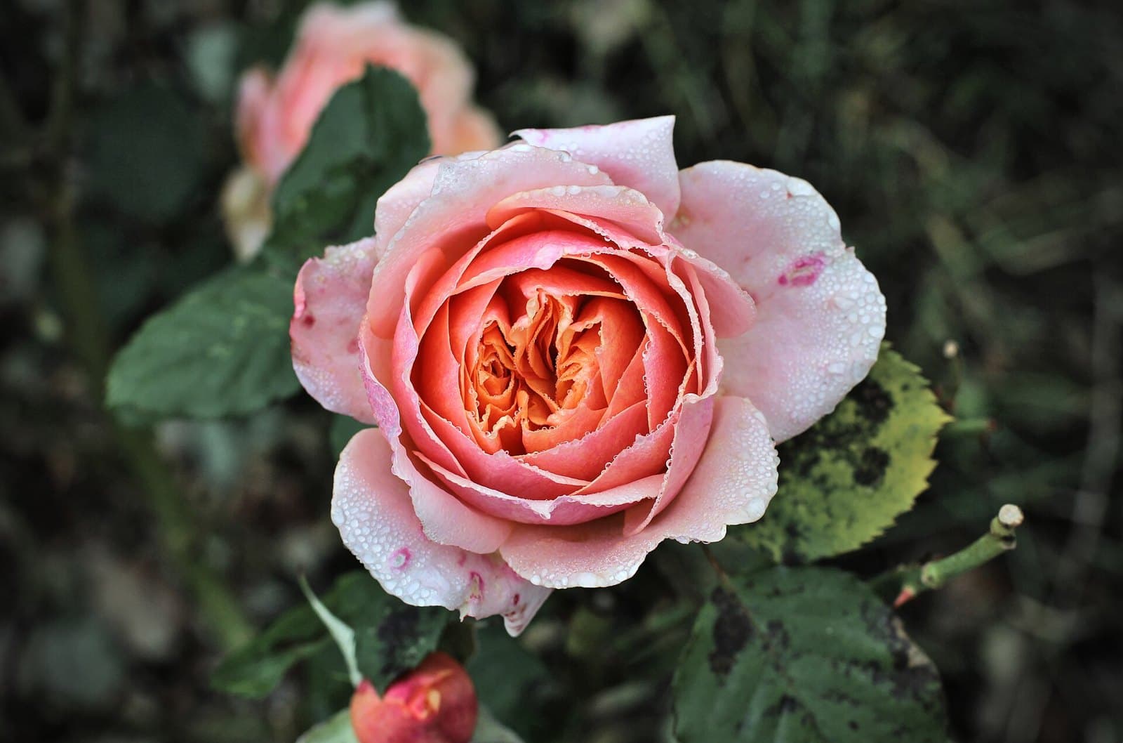 Pink roses in a garden