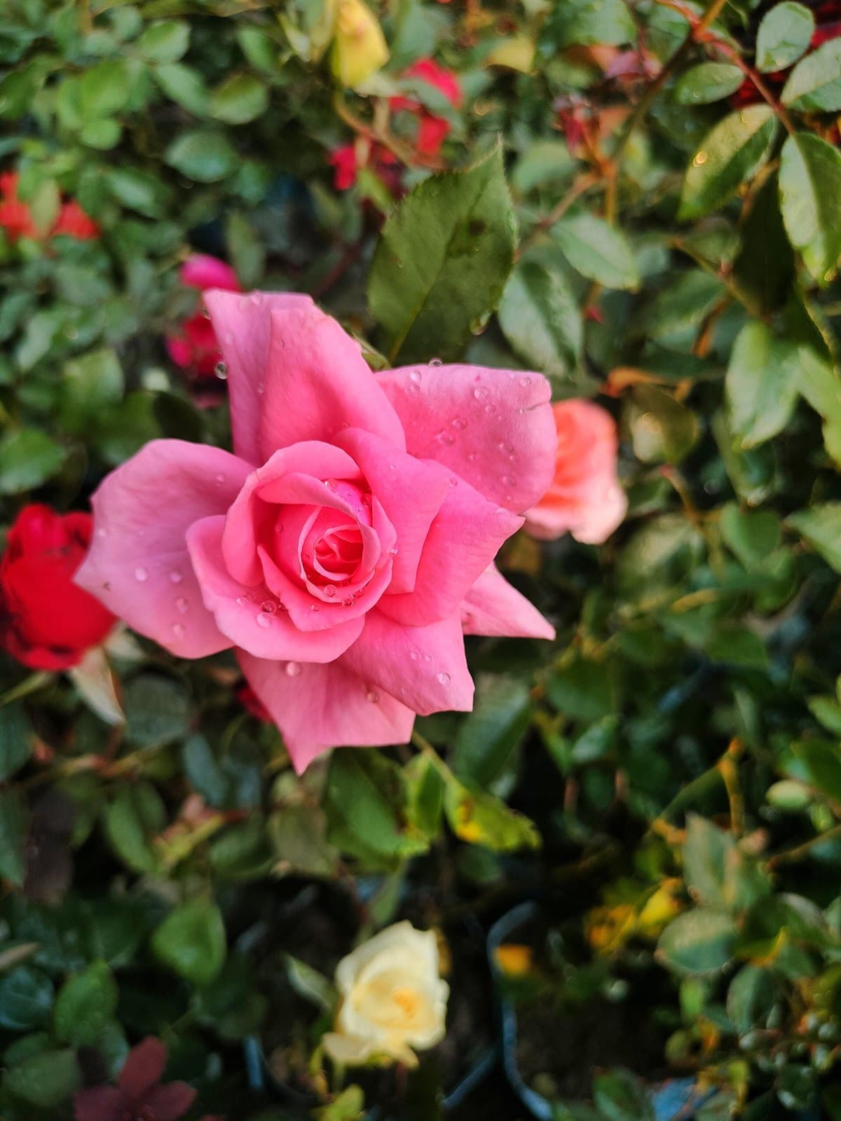 Small garden roses