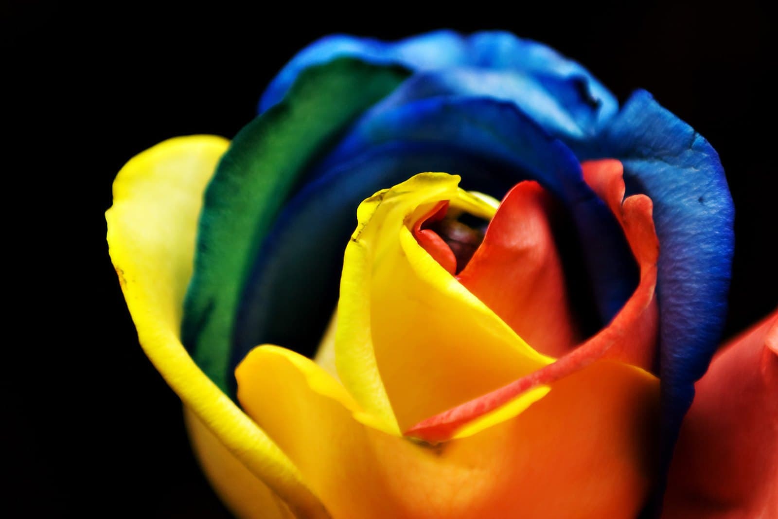 Rainbow rose with dyed petals