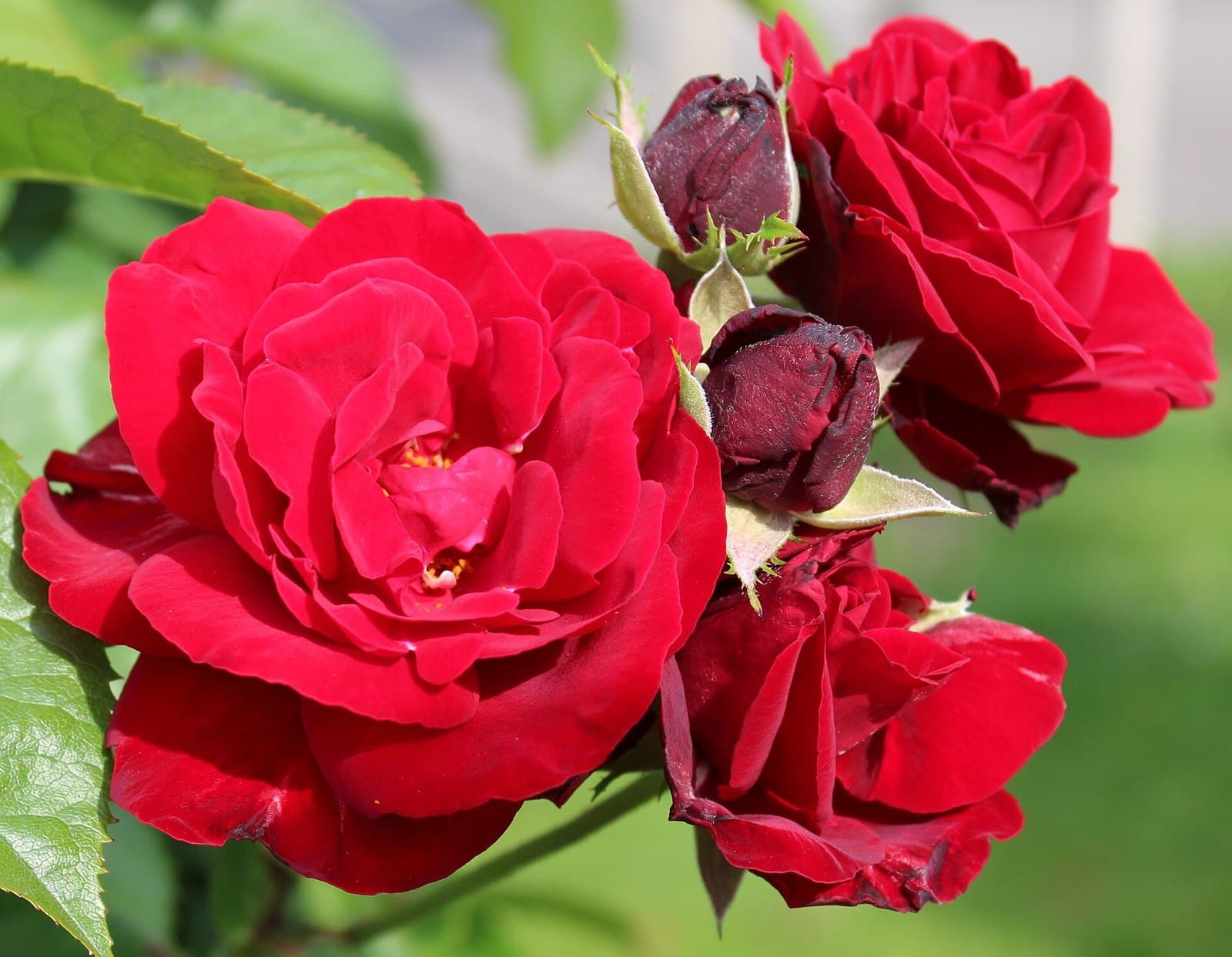 Dark red rose close-up