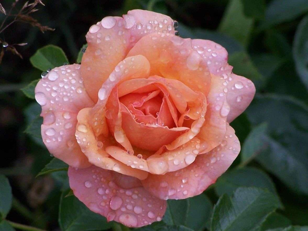 Dewdrops on a rose flower