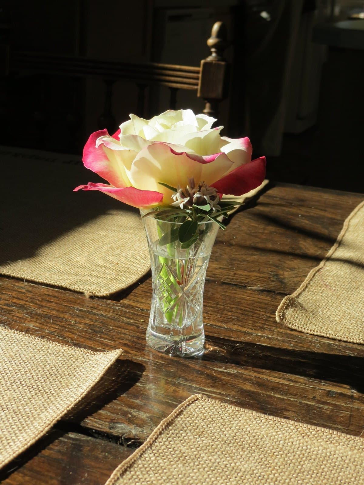 Single rose in a glass vase