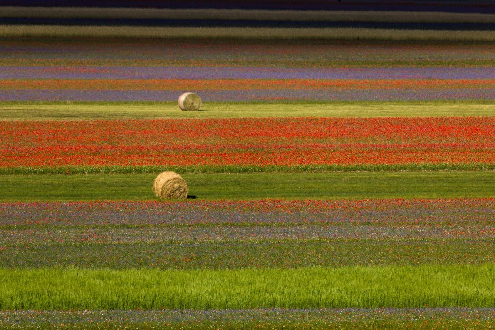 Flowering fields at Castelluccio di Norcia, Italy