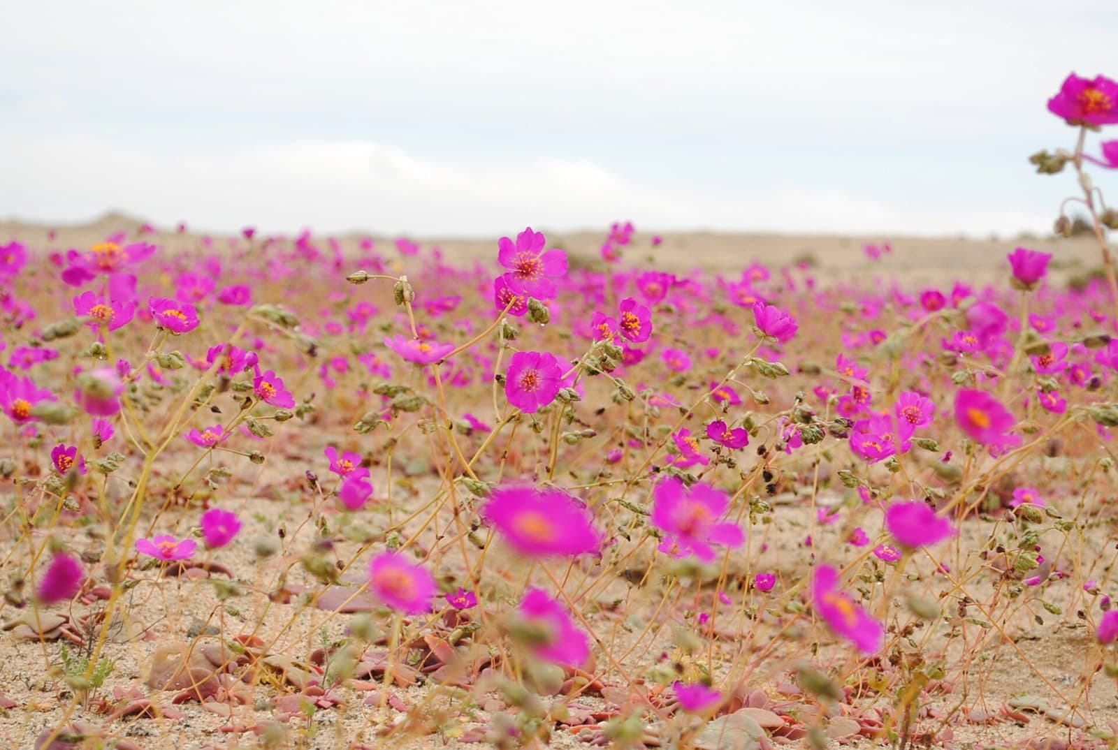 Flowering desert (desierto florido) in Atacama, Chile
