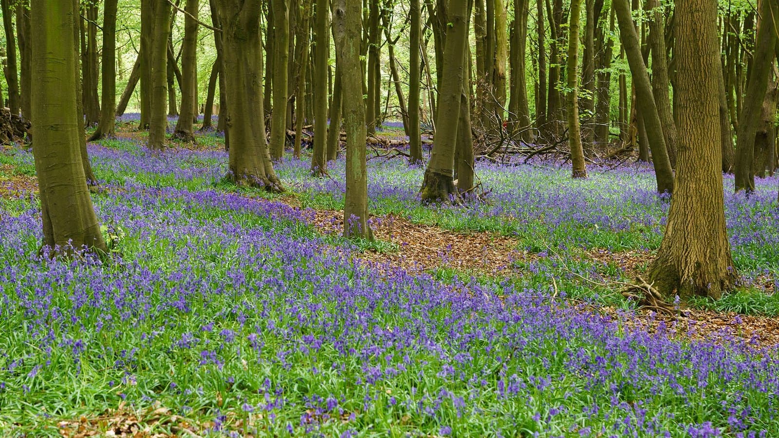 Bluebells at Ashridge Estate