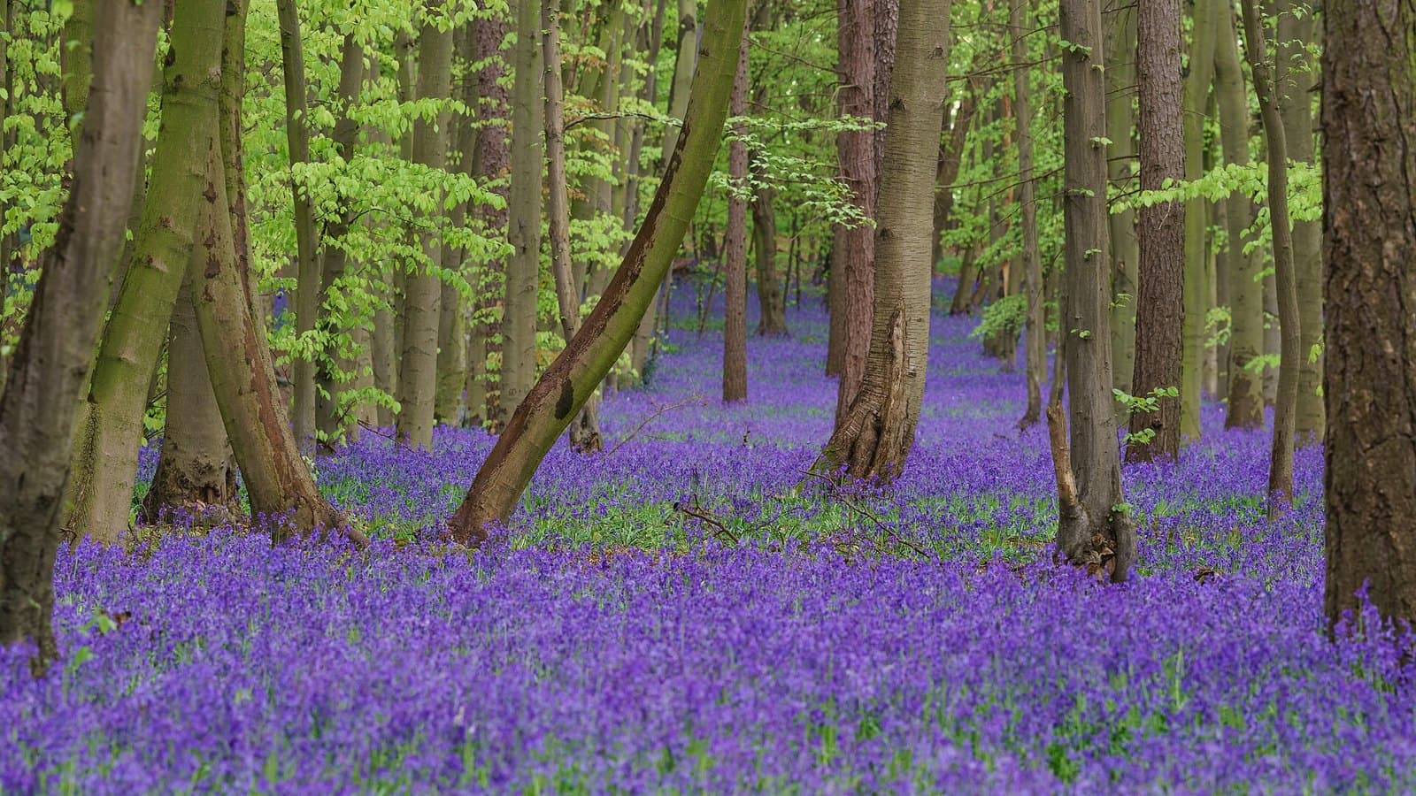 Bluebells in a woodland