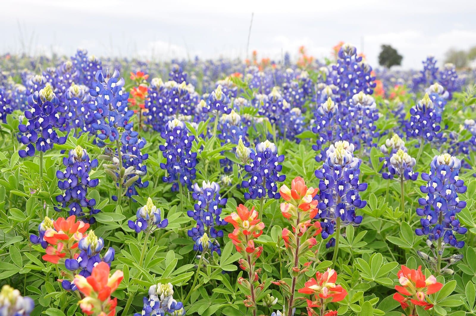 Bluebonnets and Indian paintbrushes in Texas