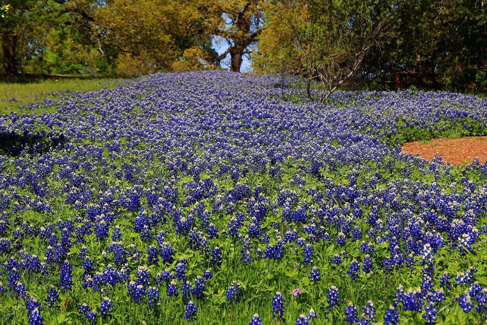 Texas bluebonnet wildflowers