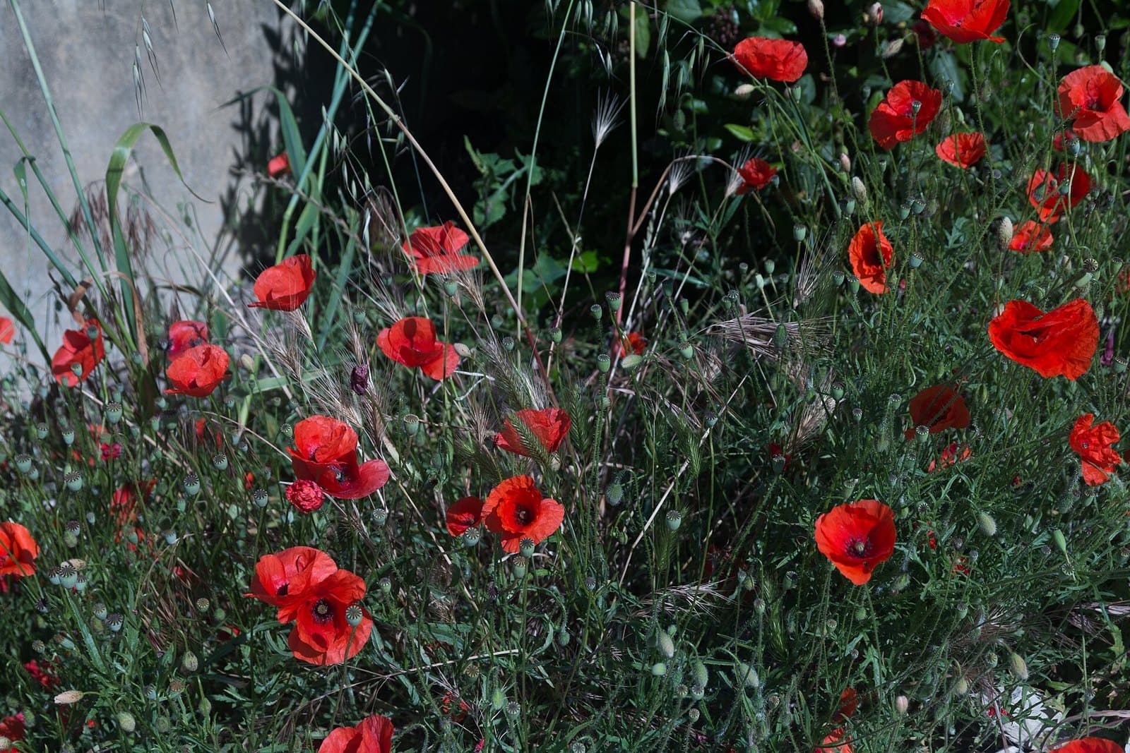 Red field poppies in France