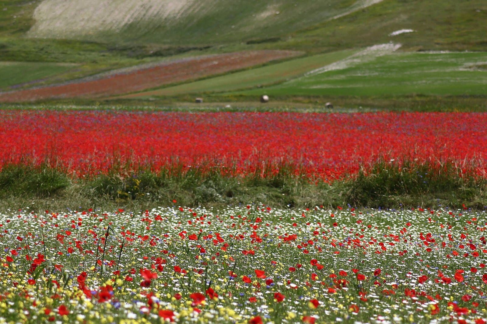 Pian Grande in flower, Castelluccio di Norcia