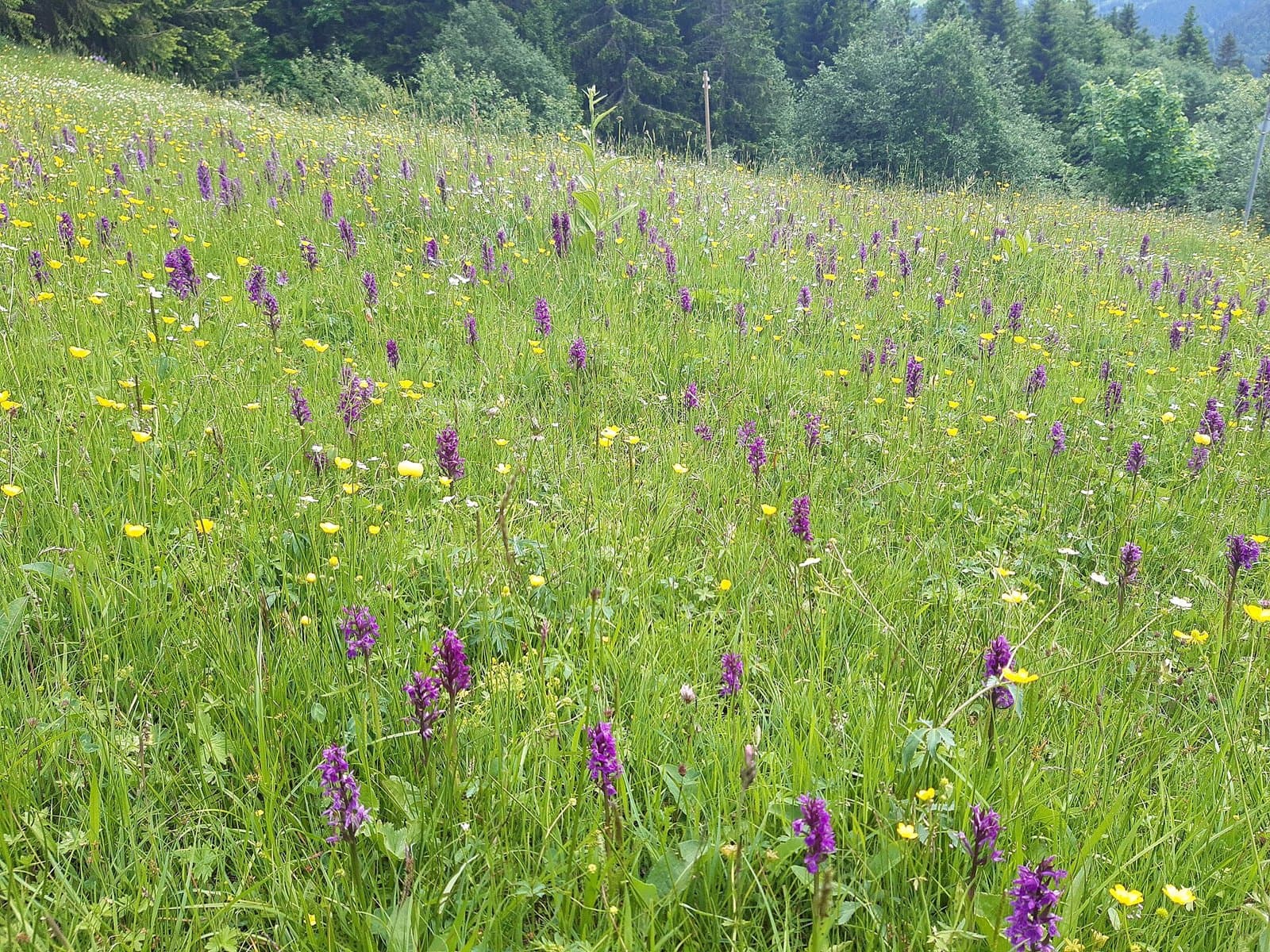 Orchids on an alpine meadow