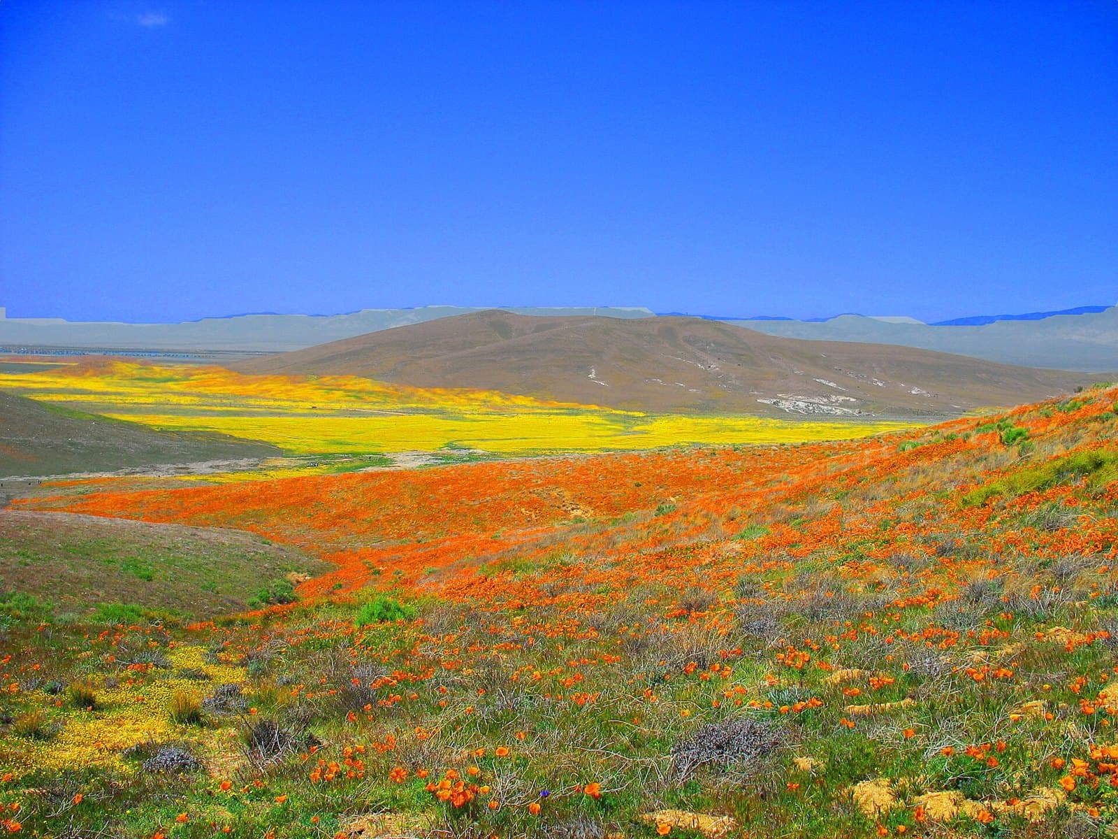 California poppies at Antelope Valley Poppy Reserve