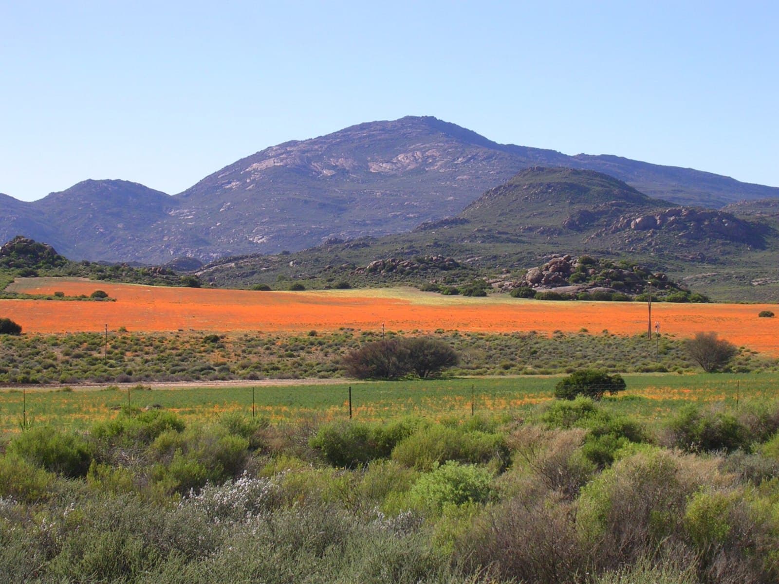 Wildflowers along the Namaqualand flower route