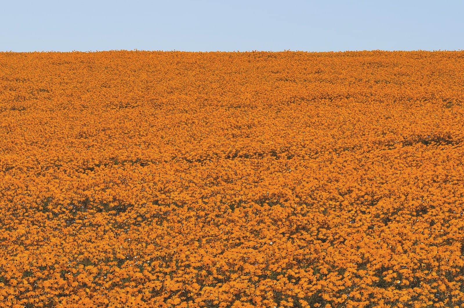Daisies in flower in Namaqualand, South Africa