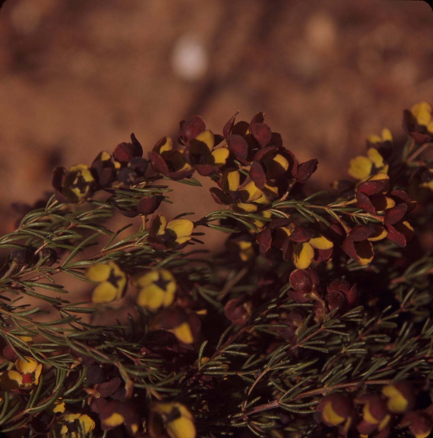 Brown boronia (Boronia megastigma) flowers