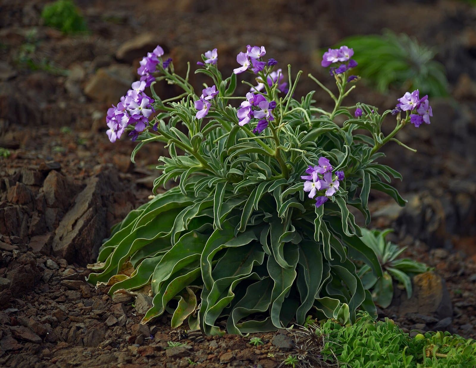 Purple stock (Matthiola incana) flowers