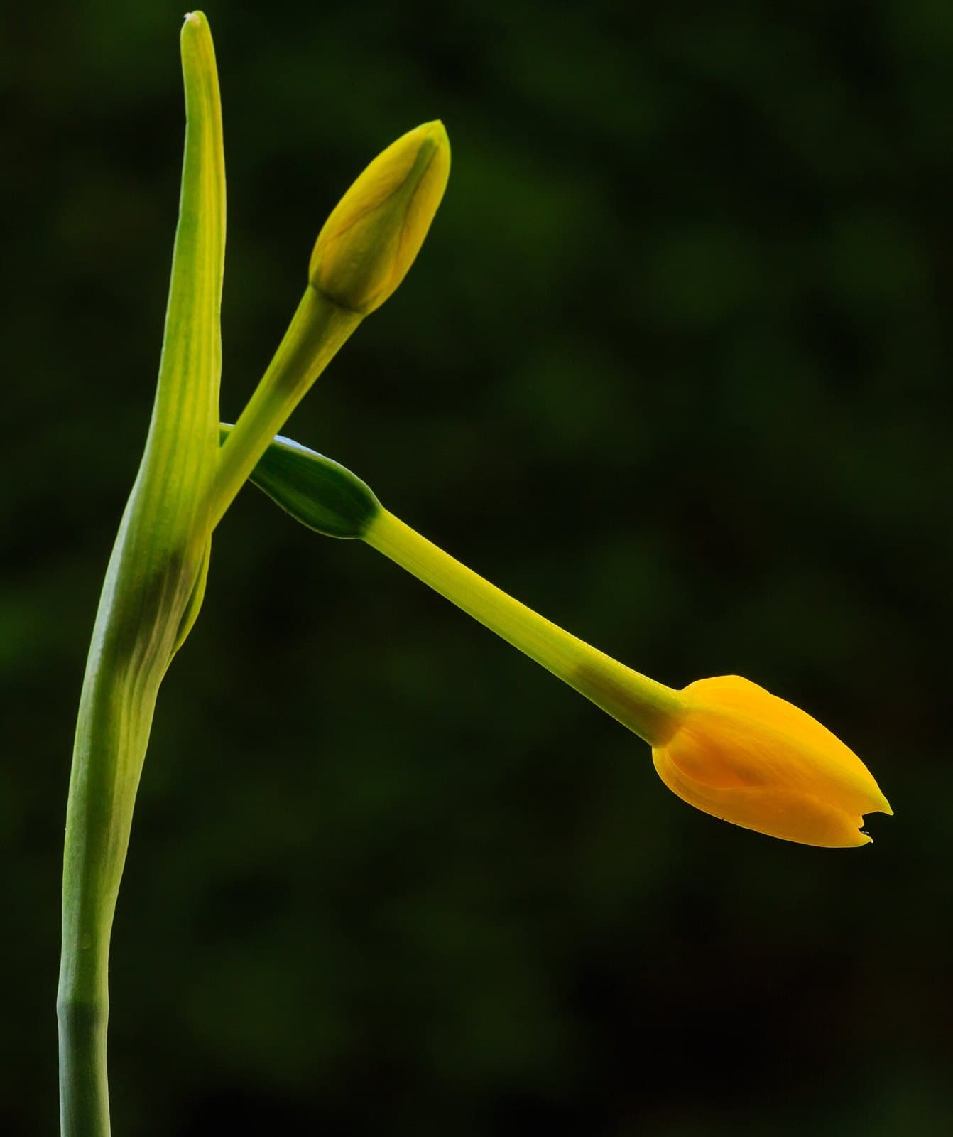 Yellow jonquil (Narcissus jonquilla) flowers