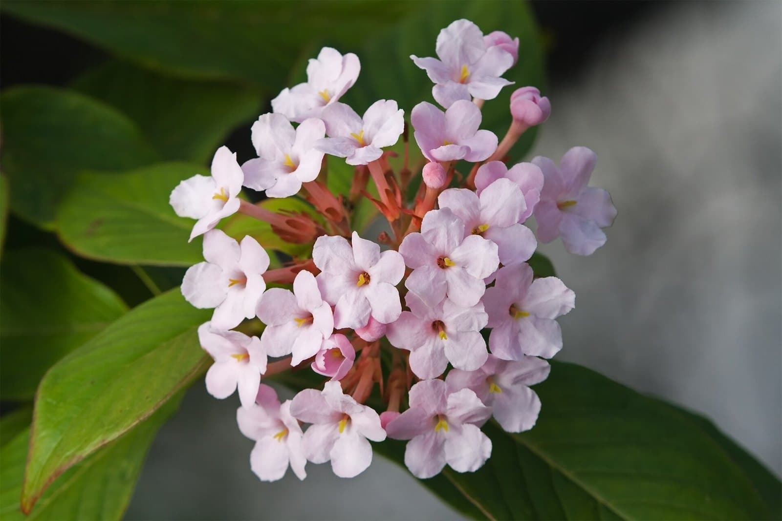 Pink Luculia gratissima flowers