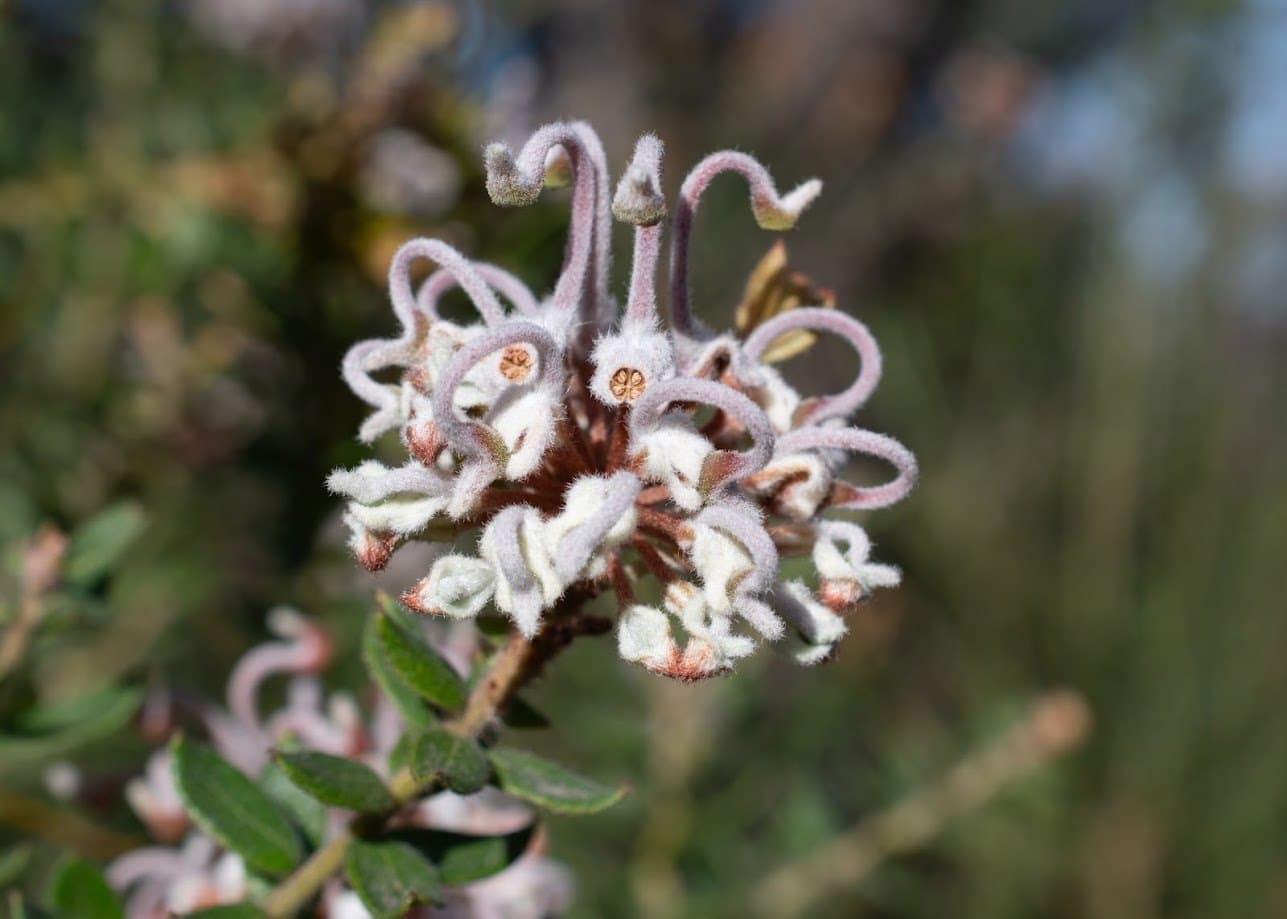 Grevillea flowers