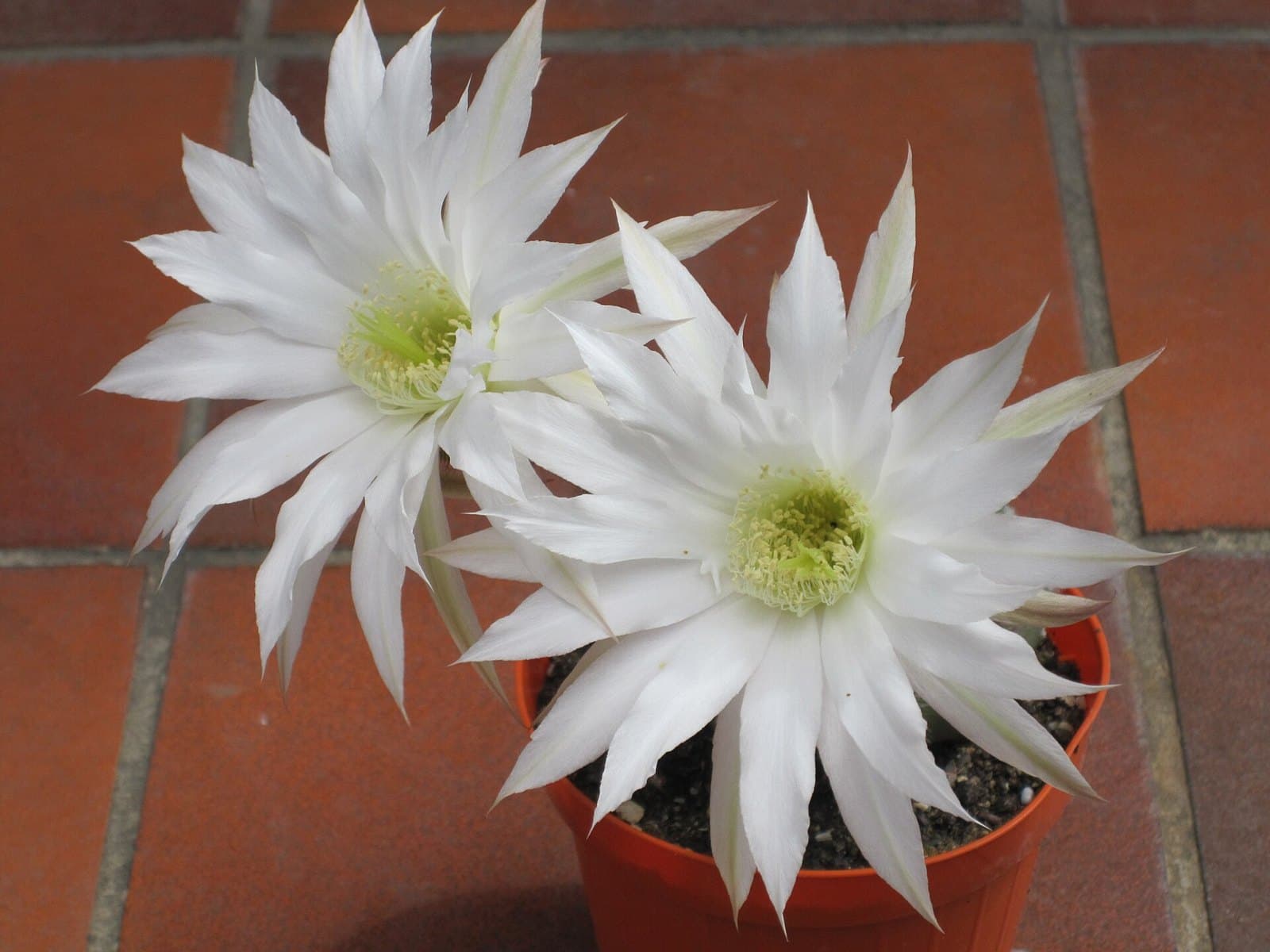 White domino cactus (Echinopsis subdenudata) flowers