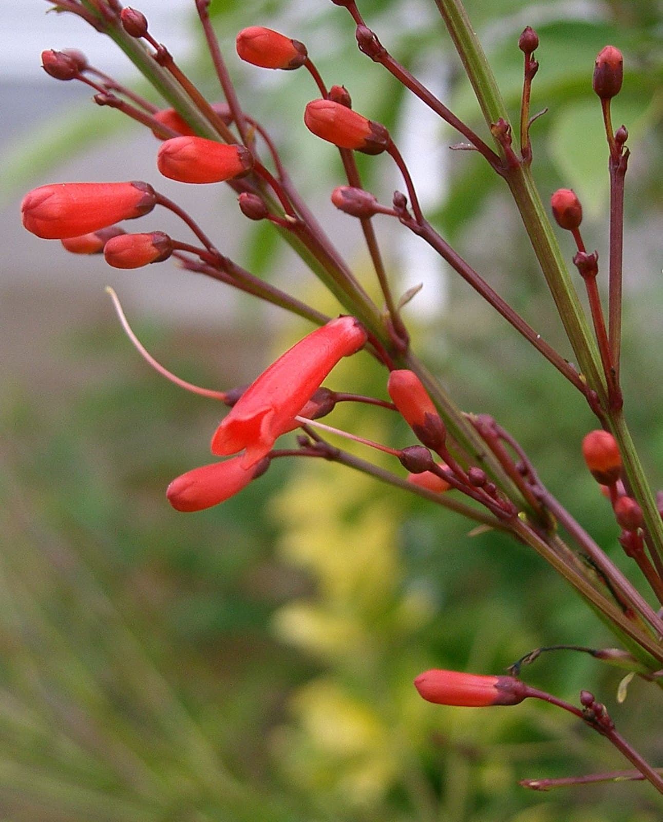 Red coral plant (Russelia equisetiformis) flowers