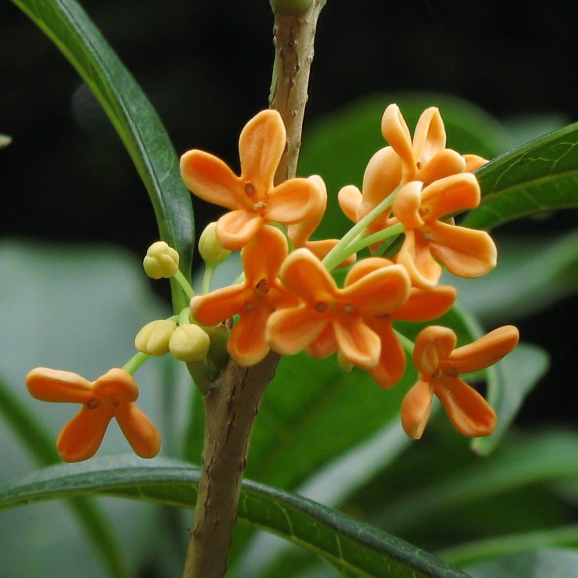 Orange sweet olive (Osmanthus fragrans) flowers