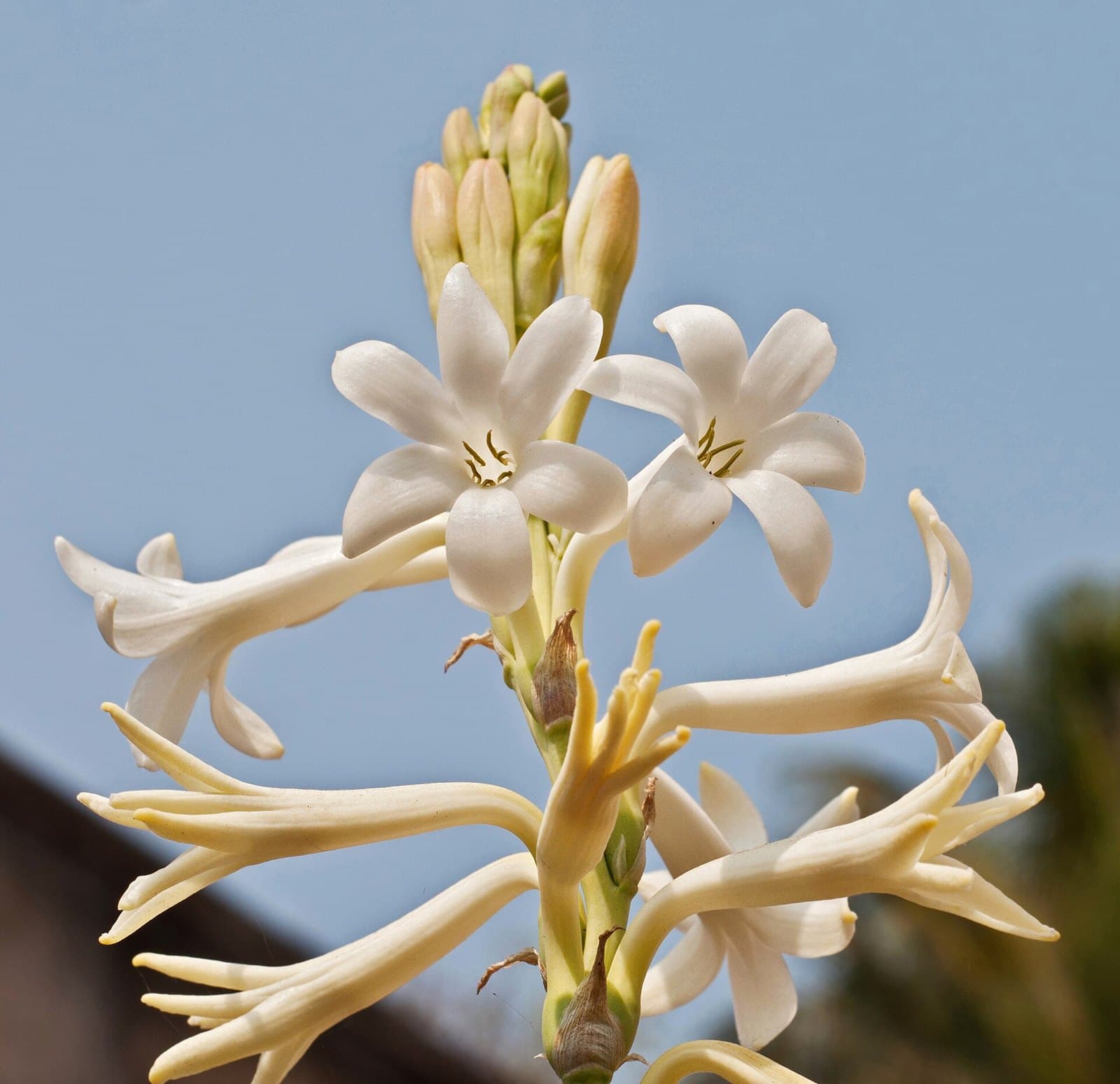 White tuberose (Polianthes tuberosa) blooms